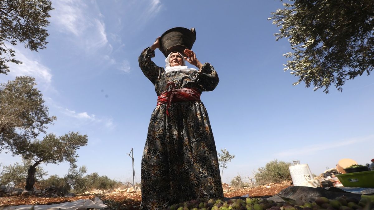 Izraelští osadníci ničí palestinským farmářům olivovníky, upozorňuje OSN